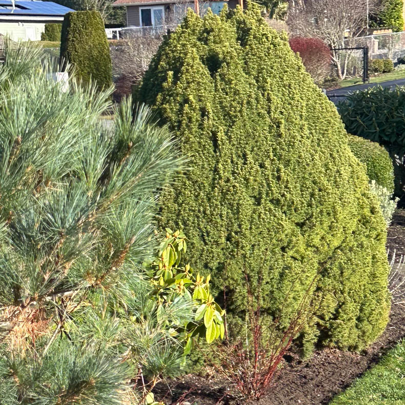 Bushes